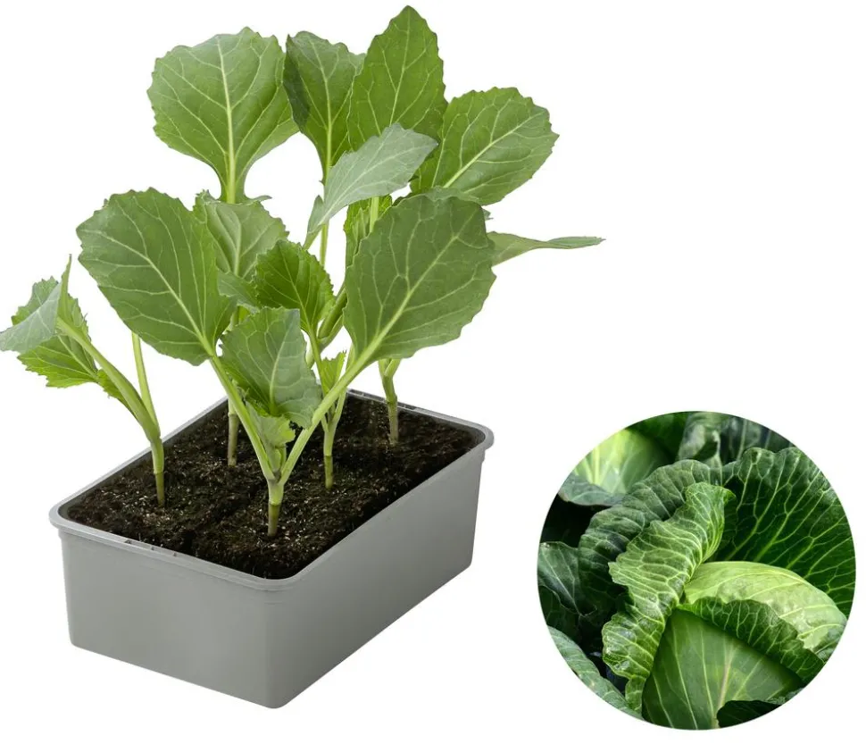 Weißkohl, 6er Schale