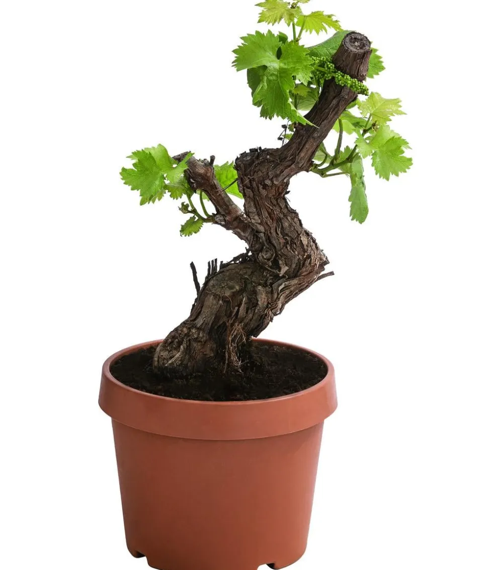 Weinrebe, Bonsai