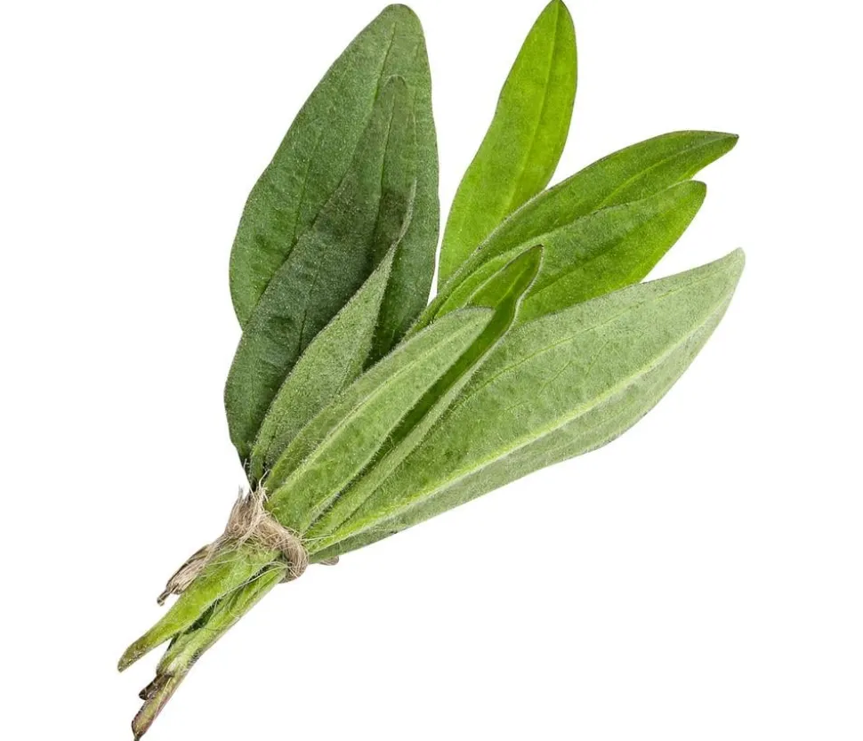 Wiesenarnika