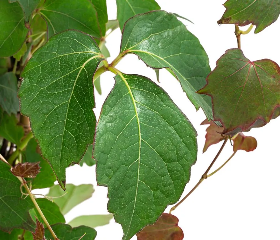 Wilder Wein 'Veitchii' - Dreispitz-Jungfernrebe