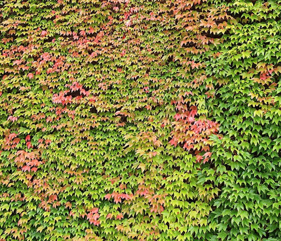 Wilder Wein 'Veitchii' - Dreispitz-Jungfernrebe