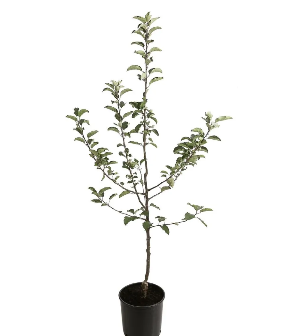 Winterapfel 'Sirius' (S)