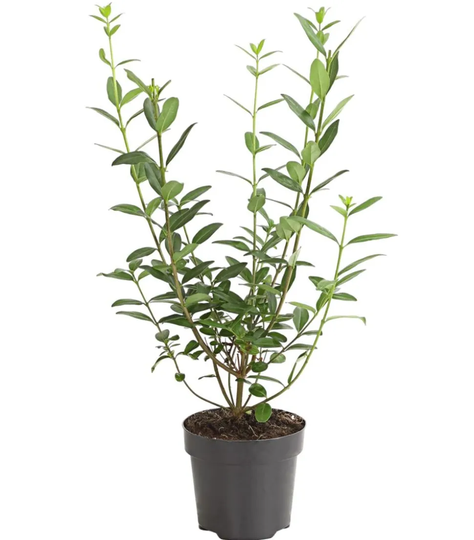 Wintergrüner Liguster 'Atrovirens'