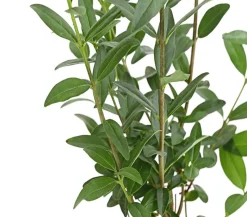 Wintergrüner Liguster 'Atrovirens'