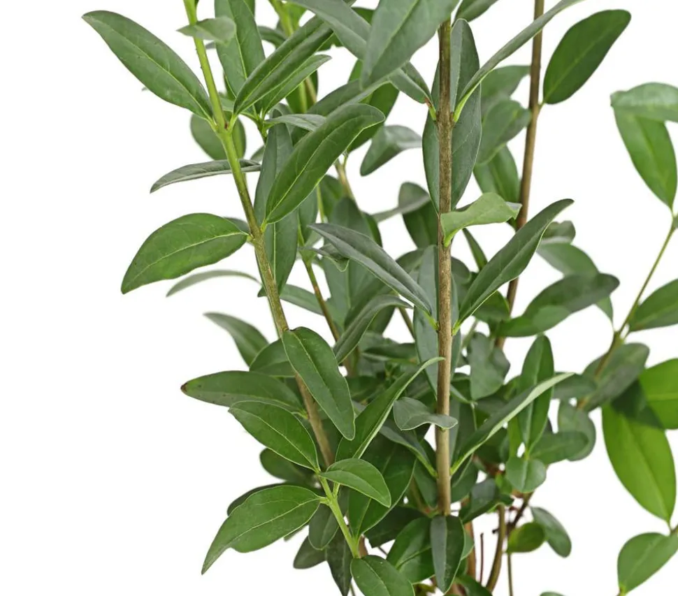 Wintergrüner Liguster 'Atrovirens'