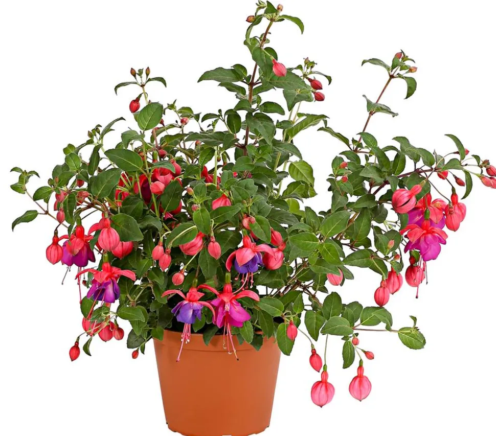 XXL Fuchsie, stehend, verschiedene Sorten