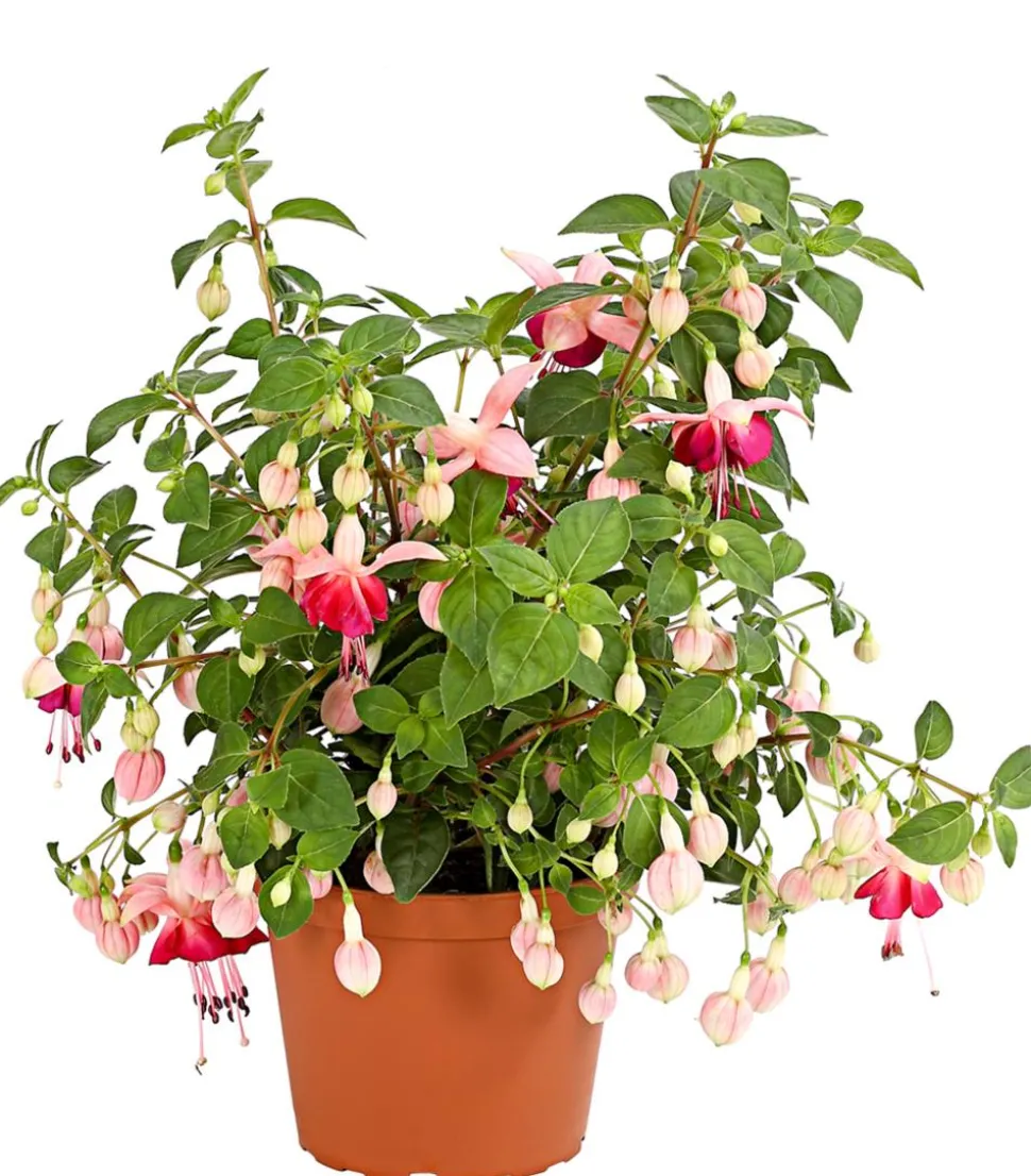 XXL Fuchsie, stehend, verschiedene Sorten