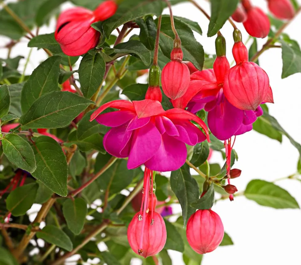 XXL Fuchsie, stehend, verschiedene Sorten