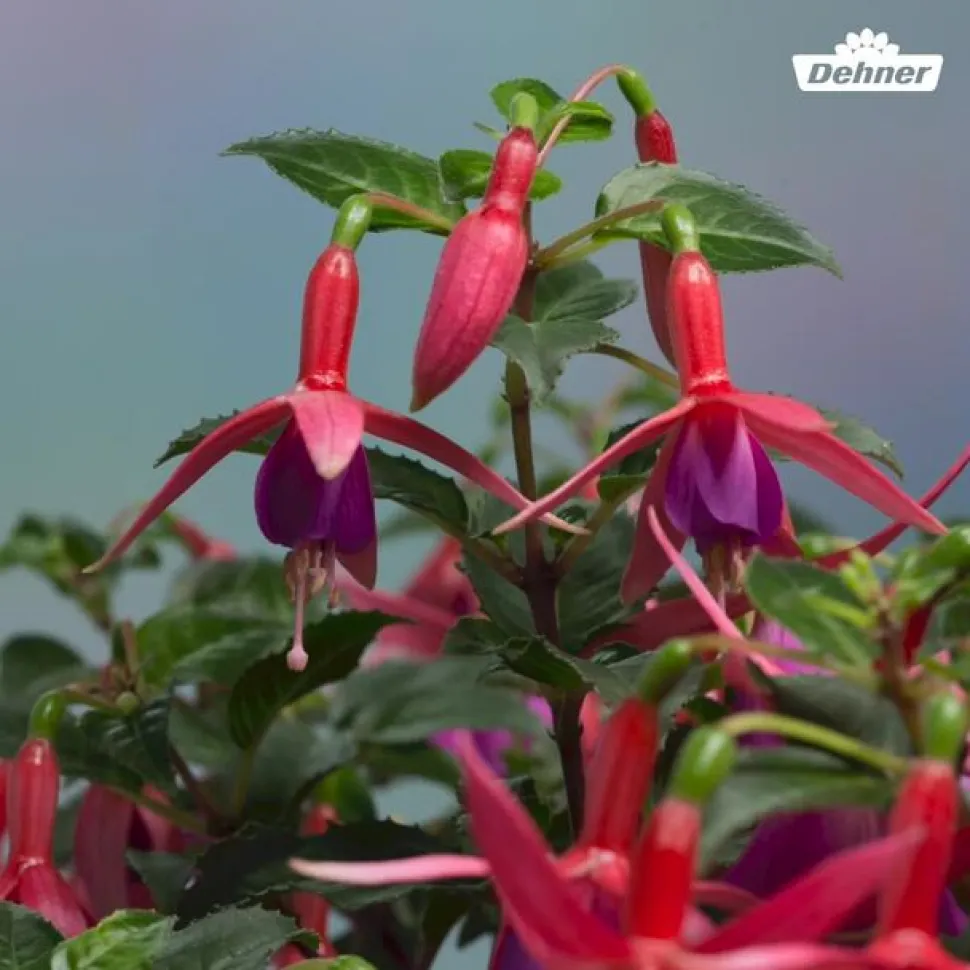 XXL Fuchsie, stehend, verschiedene Sorten