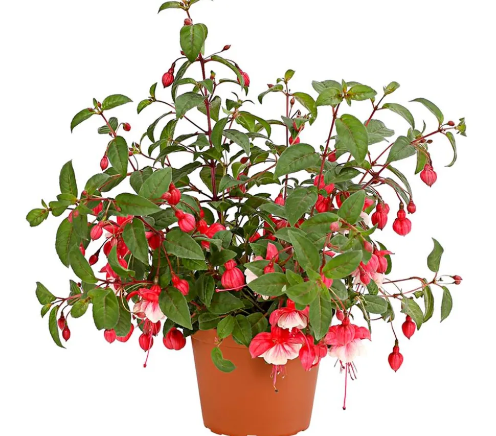 XXL Fuchsie, stehend, verschiedene Sorten