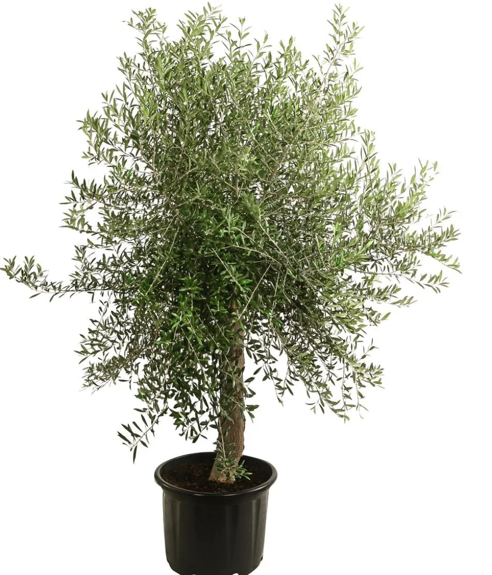 XXL Olivenbaum, ca. 160-180 cm