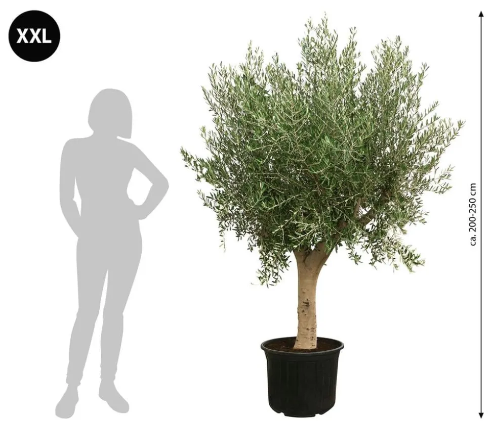 XXL Olivenbaum, ca. 200-250 cm