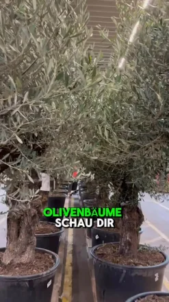 XXL Olivenbaum, ca. 160-170 cm