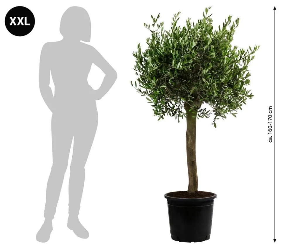 XXL Olivenbaum, ca. 160-170 cm