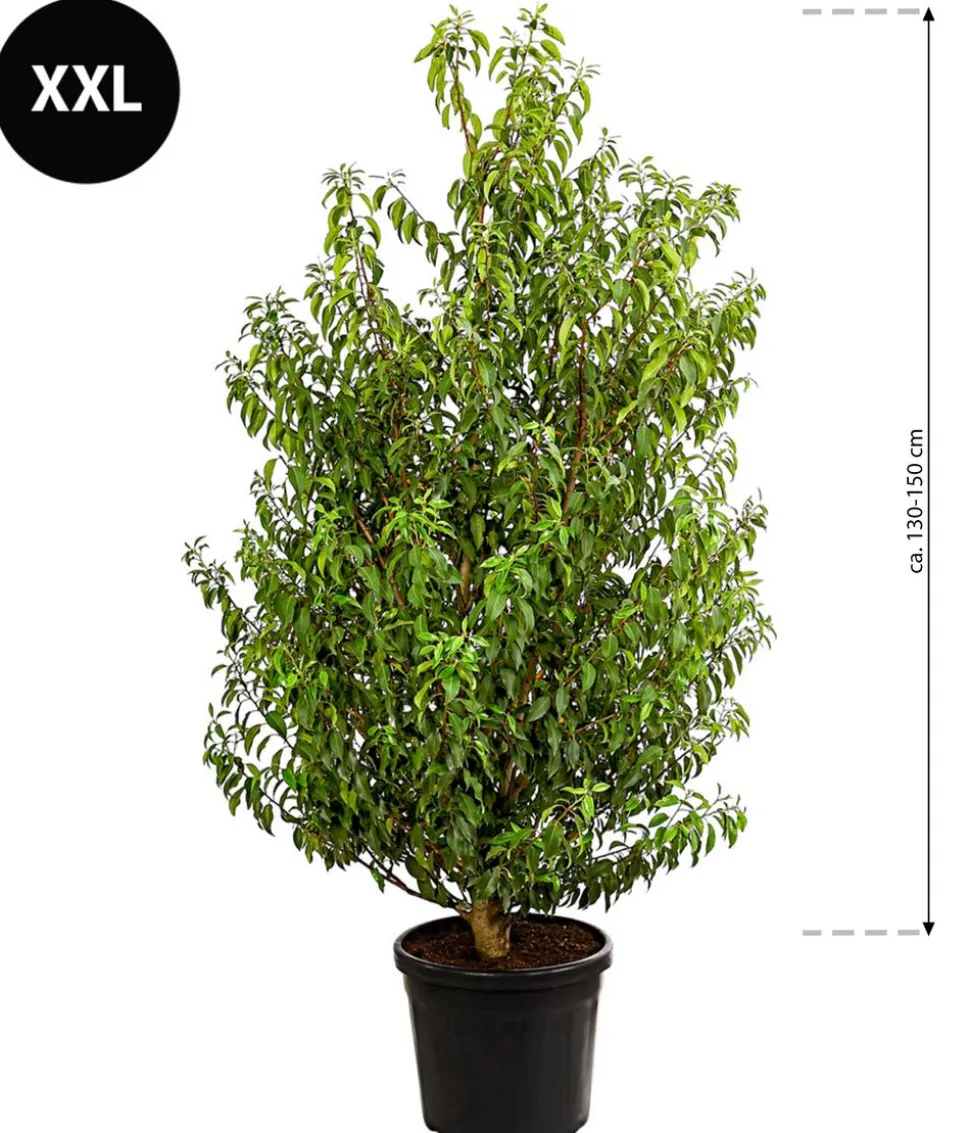 XXL Portugiesischer Kirschlorbeer 'Angustifolia', ca. 130-150 cm