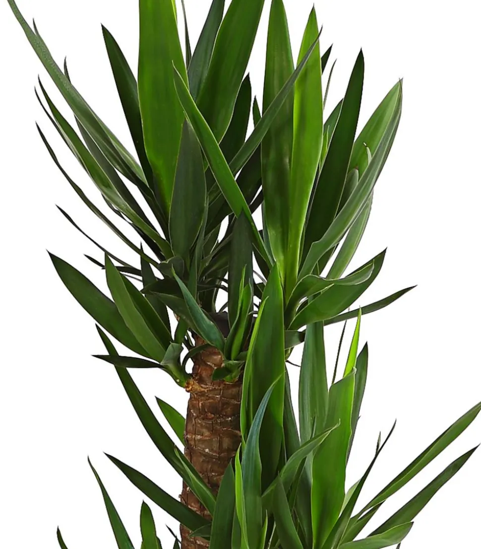 Yucca-Palme - Yucca elephantipes