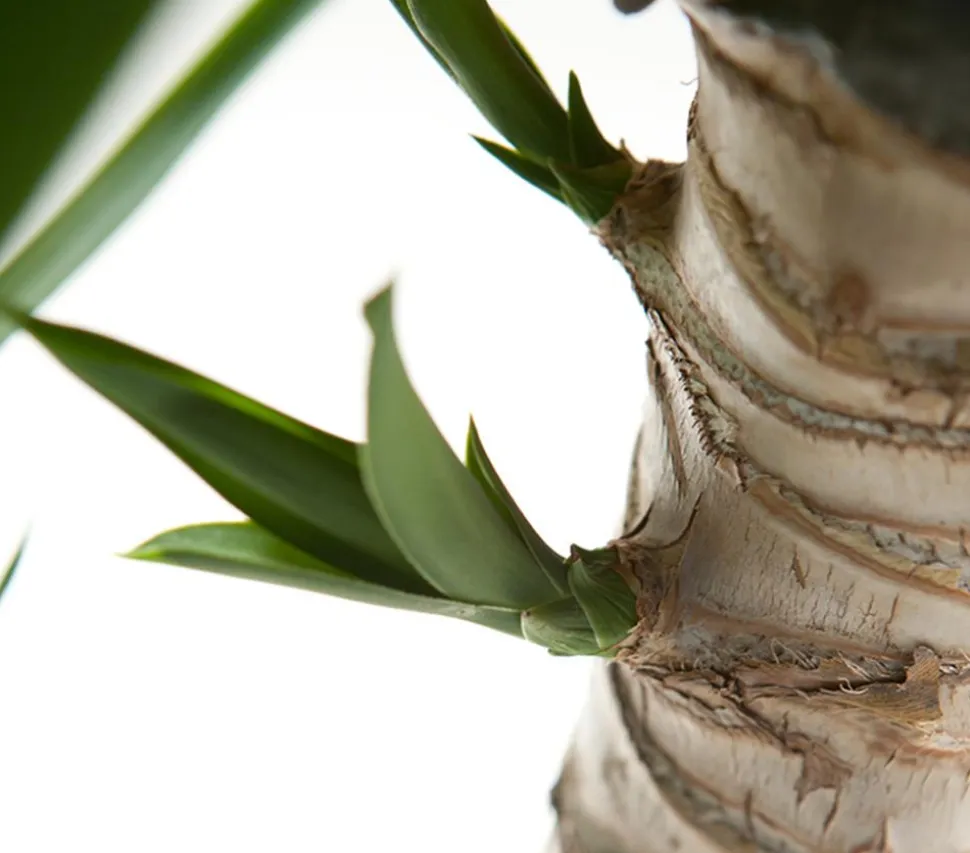 Yucca-Palme - Yucca elephantipes