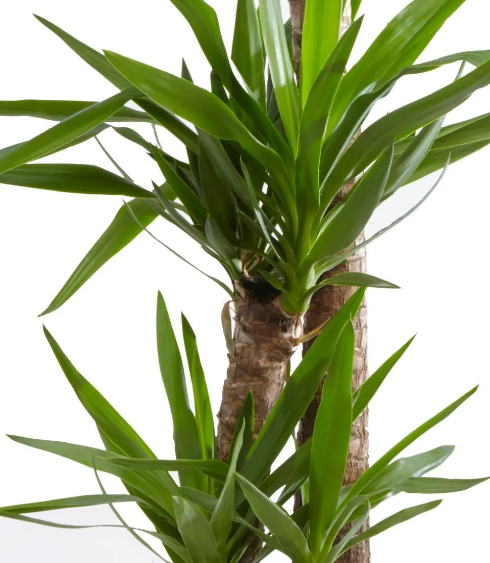Yucca-Palme - Yucca elephantipes
