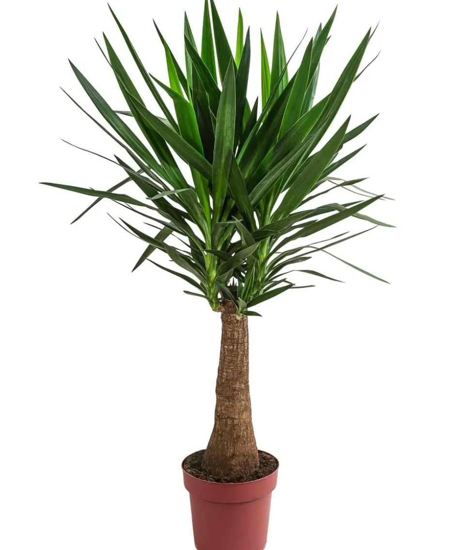 Yucca-Palme - Yucca elephantipes 'Maya-Tree'
