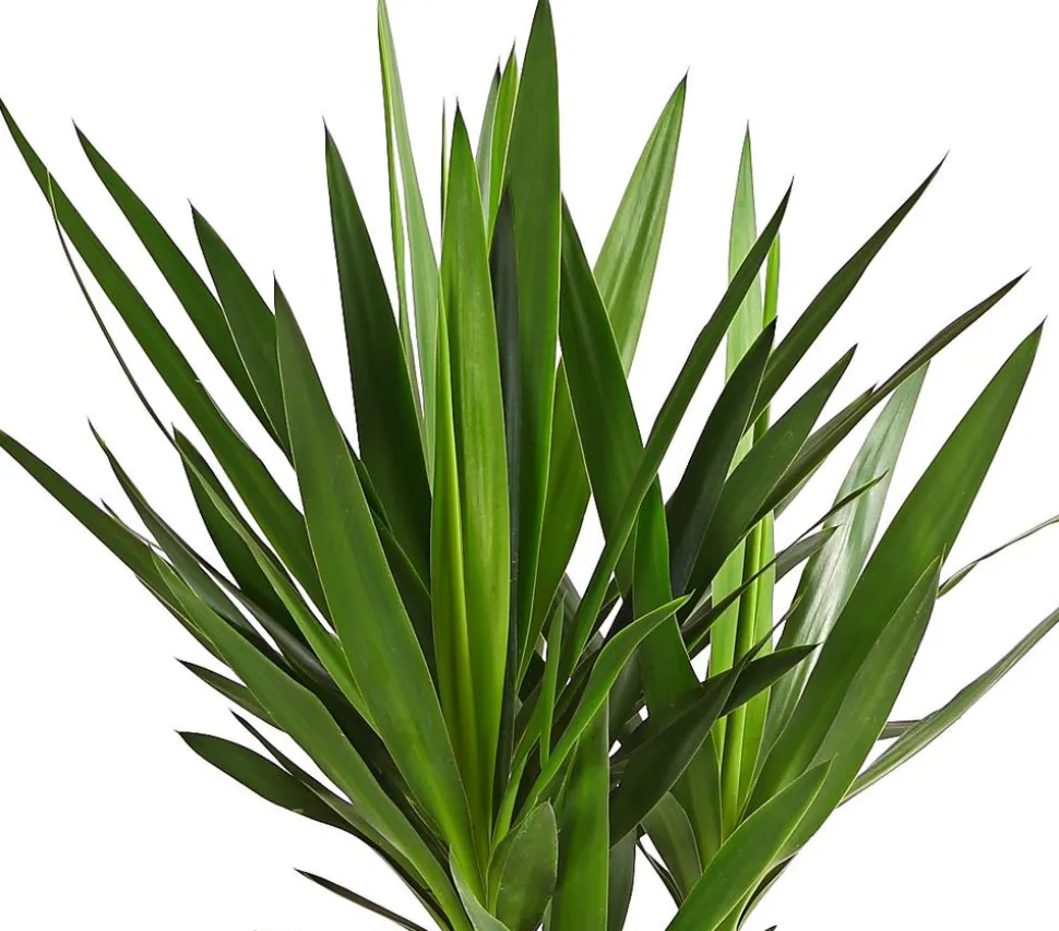 Yucca-Palme - Yucca elephantipes 'Maya-Tree'