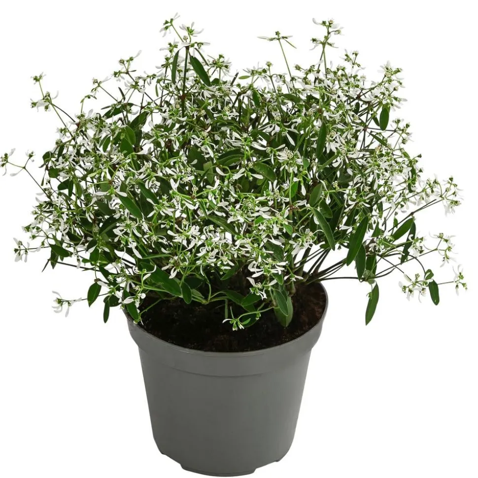 Zauberschnee 'Diamond Frost'
