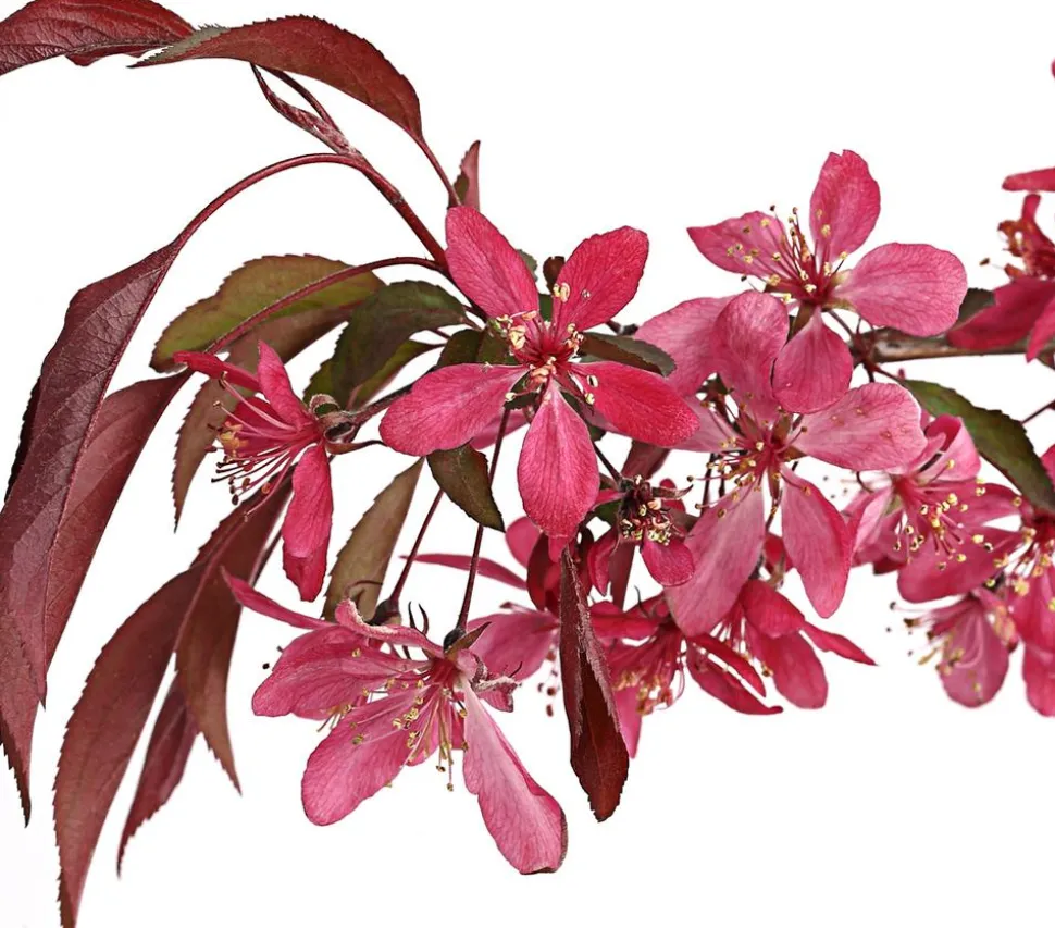 Zierapfel 'Royal Beauty', Kaskaden-Stämmchen