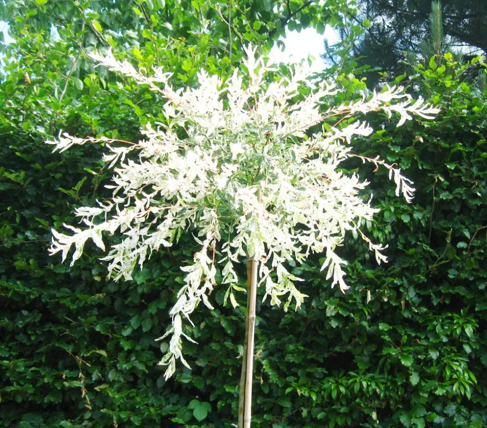 Zierweide 'Hakuro Nishiki'