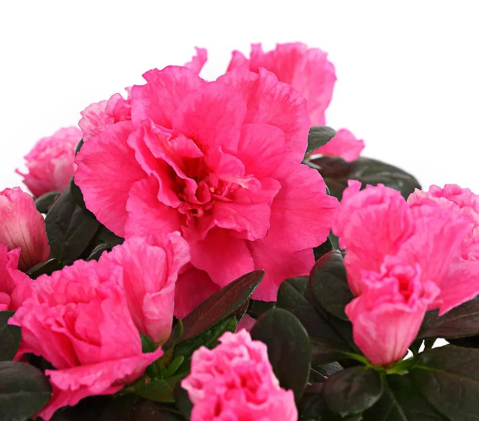 Zimmerazalee - Rhododendron simsii, Stämmchen, verschiedene Farben
