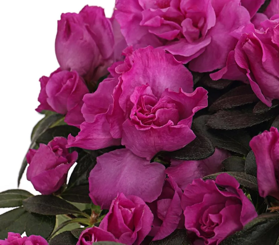 Zimmerazalee - Rhododendron simsii, Stämmchen, verschiedene Farben