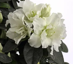 Zimmerazalee - Rhododendron simsii, Stämmchen, verschiedene Farben