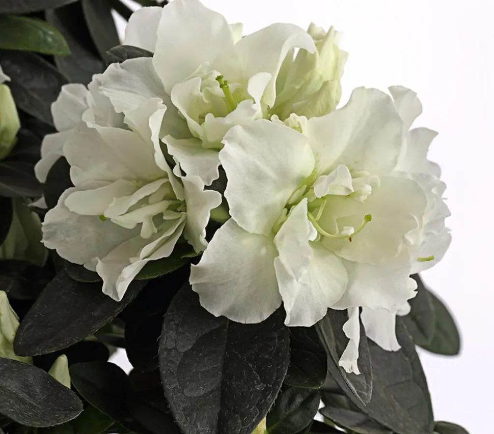 Zimmerazalee - Rhododendron simsii, Stämmchen, verschiedene Farben