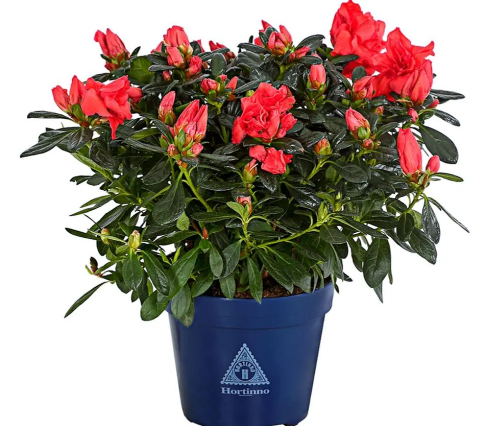 Zimmerazalee - Rhododendron simsii 'Sienna®'