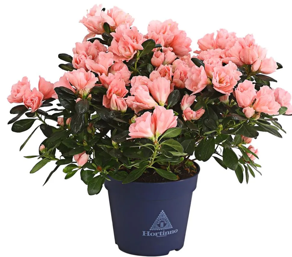 Zimmerazalee - Rhododendron simsii 'Christine®'