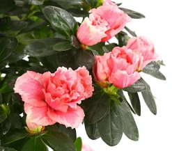 Zimmerazalee - Rhododendron simsii, Stämmchen, verschiedene Farben