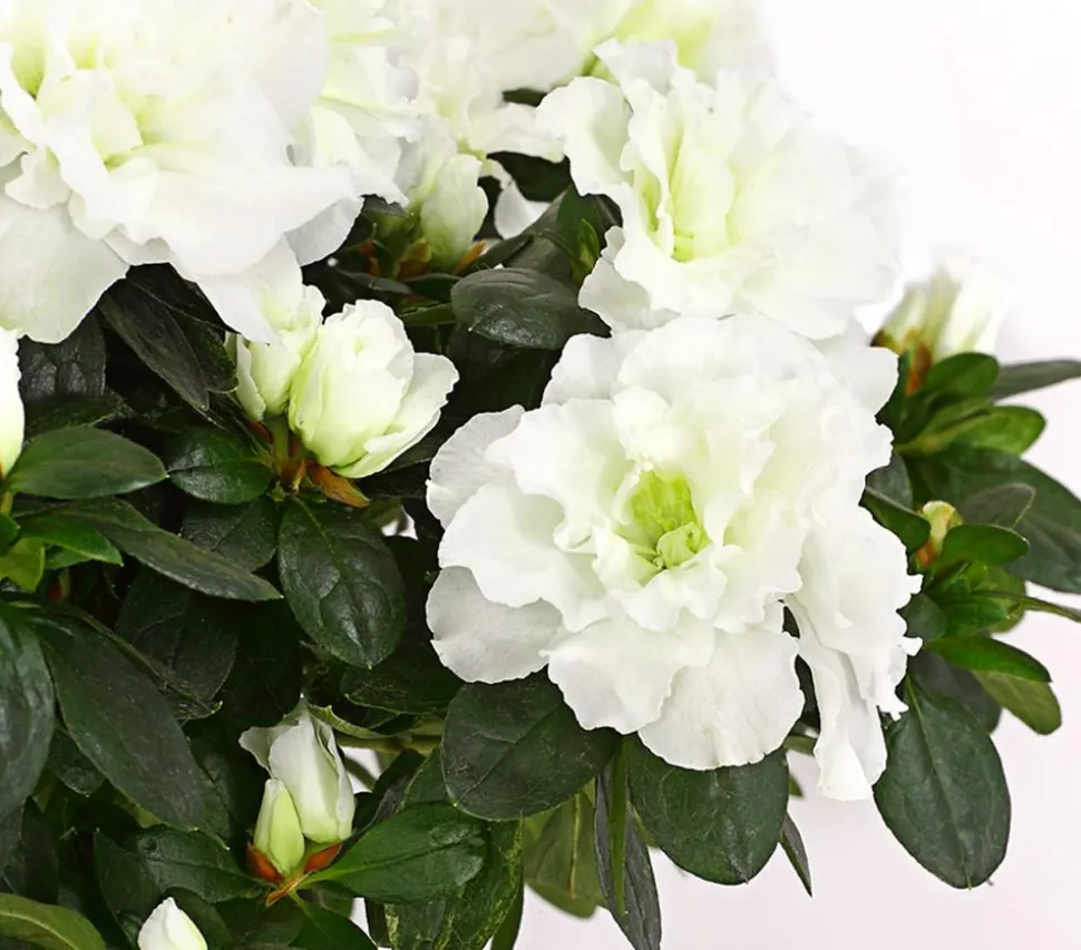 Zimmerazalee - Rhododendron simsii, Stämmchen, verschiedene Farben