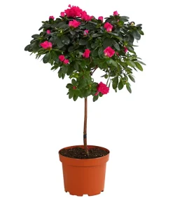 Zimmerazalee - Rhododendron simsii, Stämmchen, verschiedene Farben
