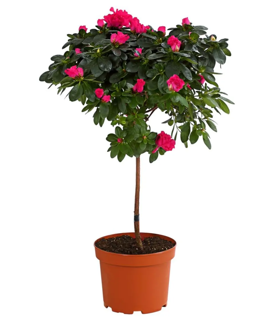 Zimmerazalee - Rhododendron simsii, Stämmchen, verschiedene Farben