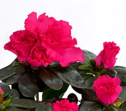 Zimmerazalee - Rhododendron simsii, Stämmchen, verschiedene Farben