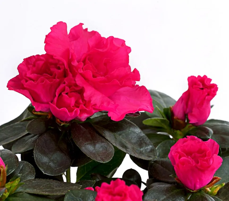 Zimmerazalee - Rhododendron simsii, Stämmchen, verschiedene Farben