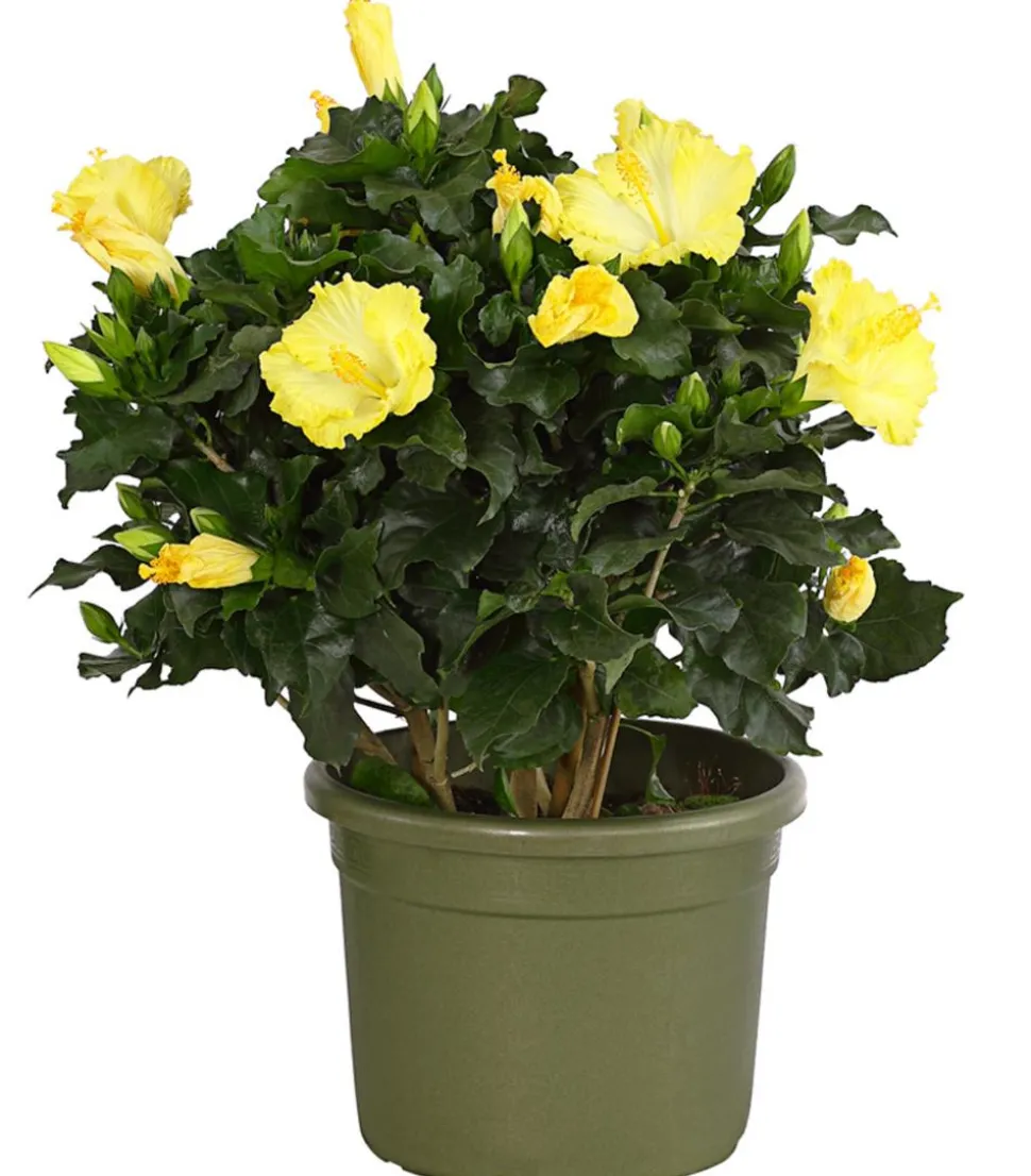 Zimmerhibiskus - Hibiscus rosa-sinensis, verschiedene Farben