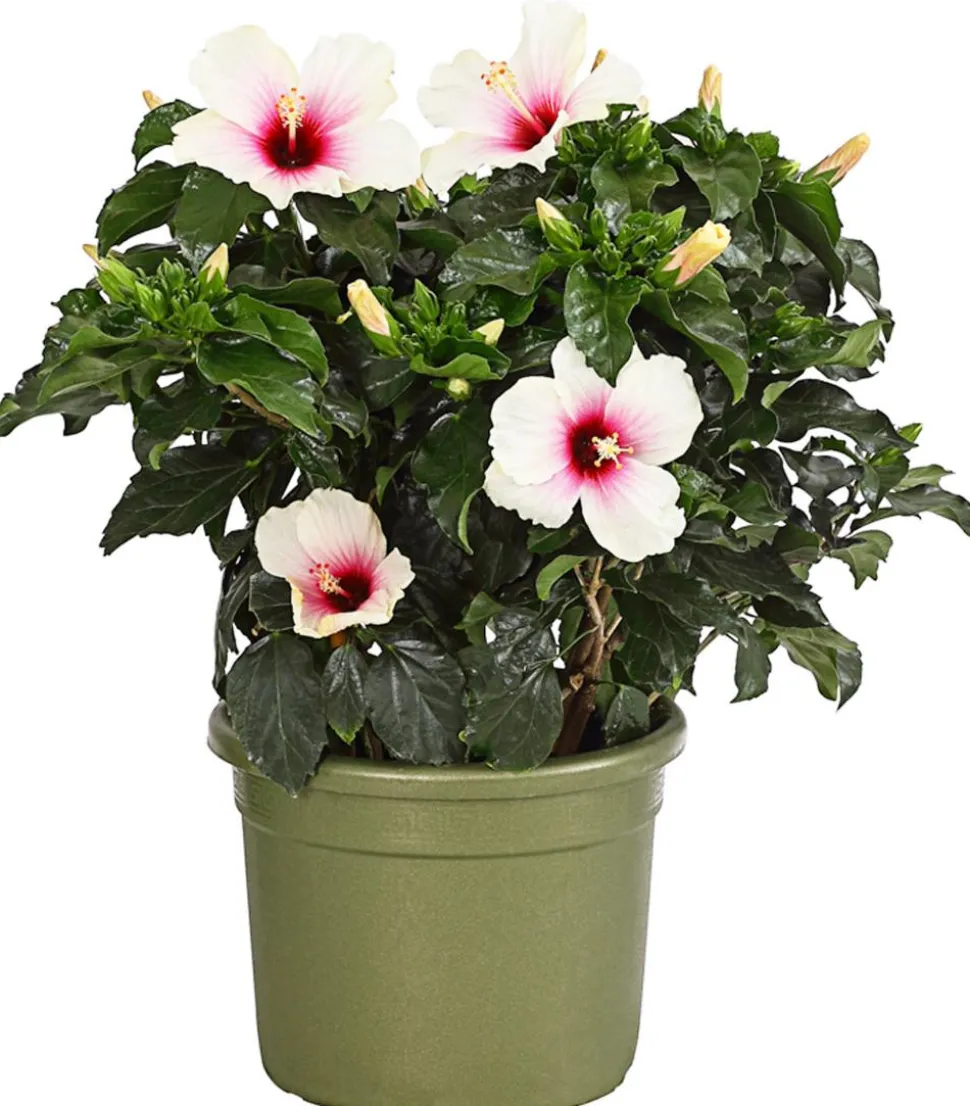 Zimmerhibiskus - Hibiscus rosa-sinensis, verschiedene Farben