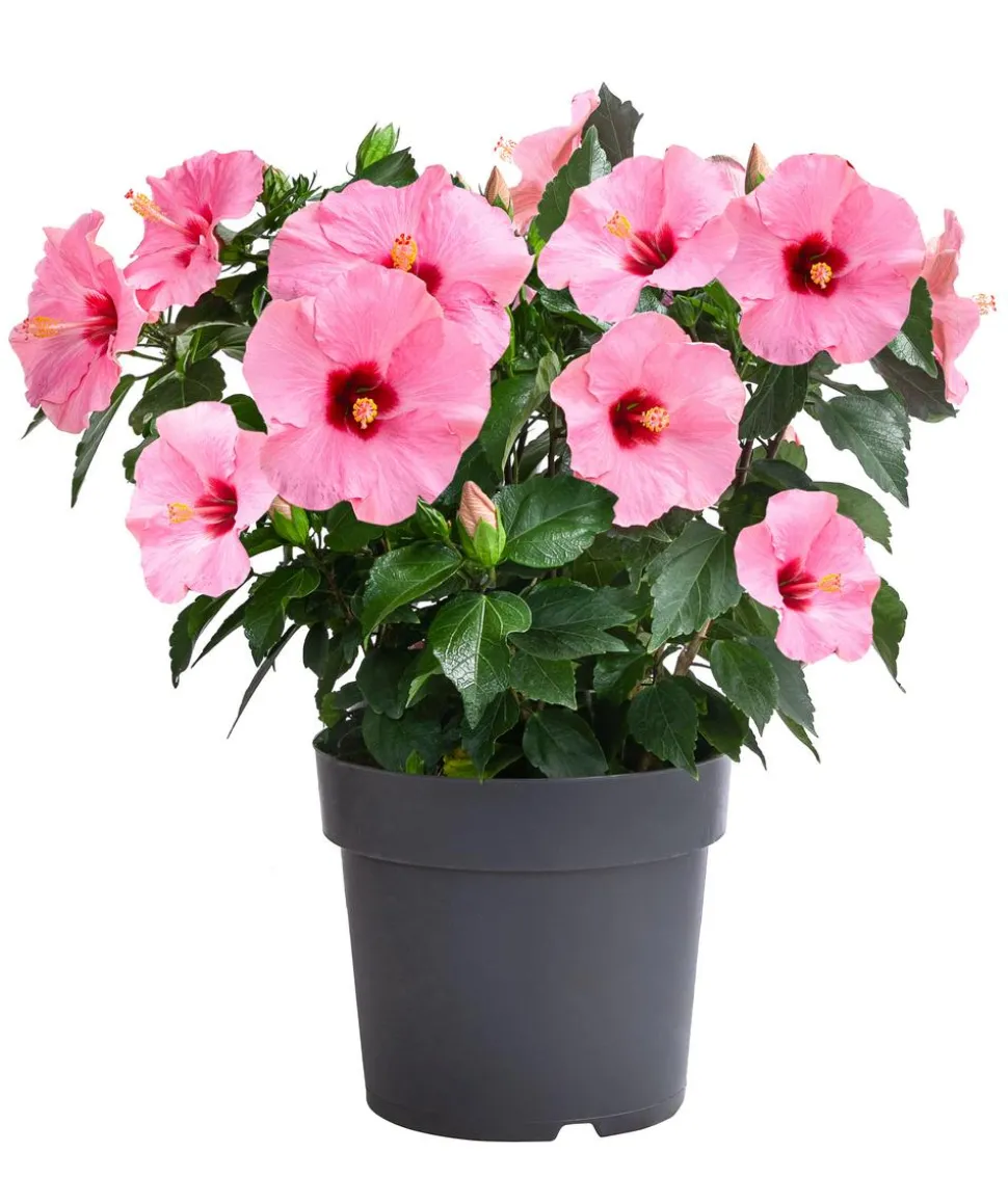 Zimmerhibiskus - Hibiscus rosa-sinensis, verschiedene Farben