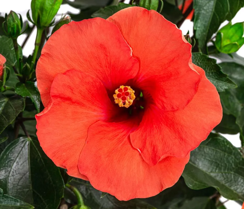 Zimmerhibiskus - Hibiscus rosa-sinensis, verschiedene Farben