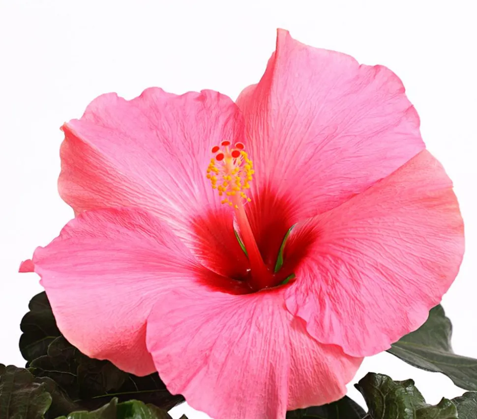 Zimmerhibiskus - Hibiscus rosa-sinensis 'HibisQs®'