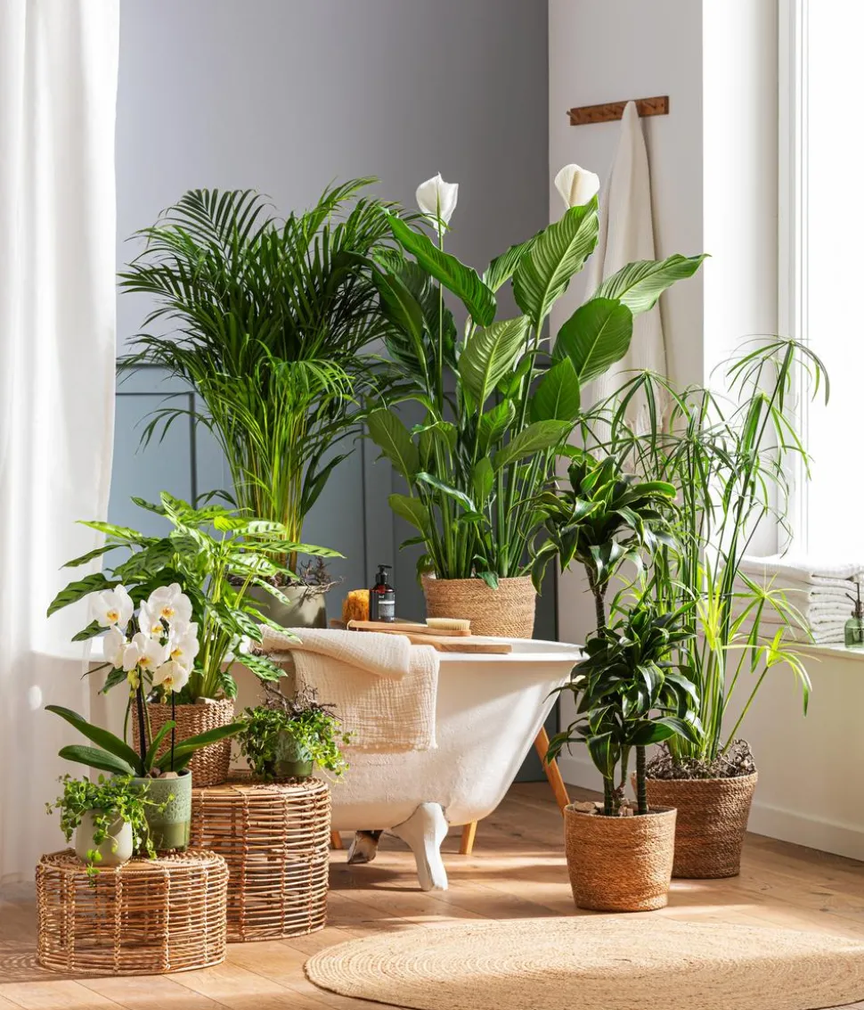 Zimmerpflanzen-Set Badezimmer, 3-teilig