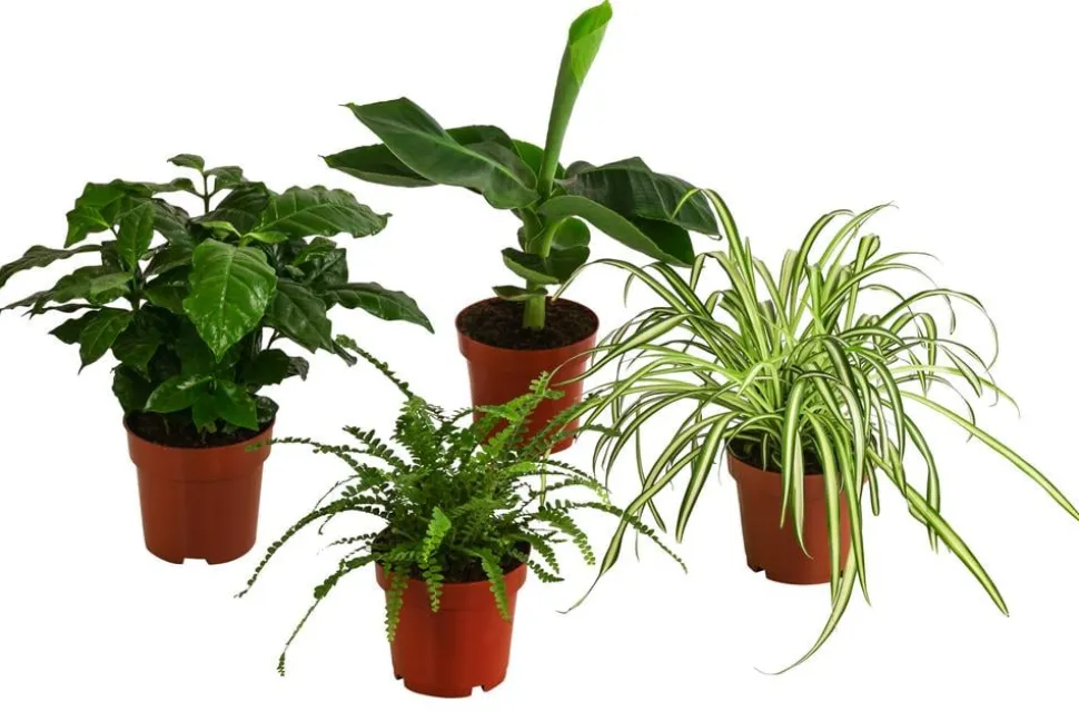 Zimmerpflanzen-Set Botanical Charm, 4-teilig