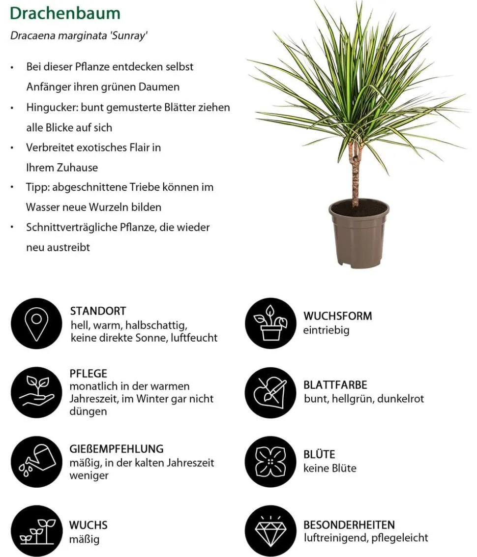 Zimmerpflanzen-Set Durchatmen, 4-teilig