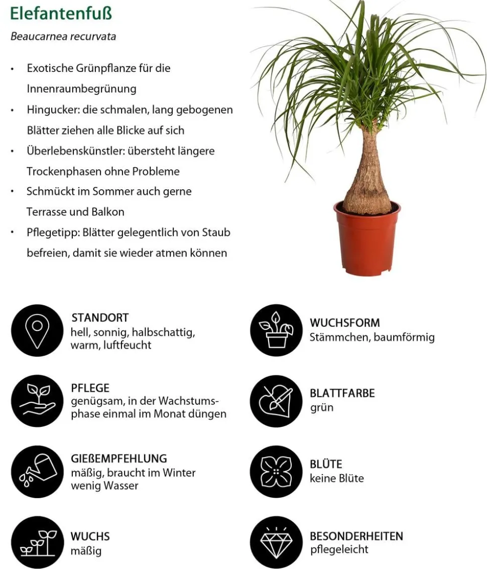 Zimmerpflanzen-Set Durchatmen, 4-teilig