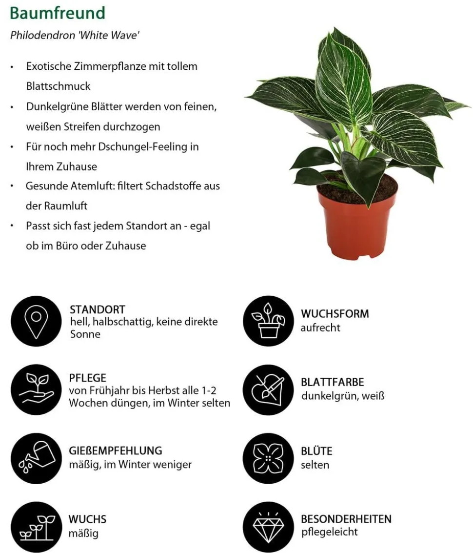 Zimmerpflanzen-Set Ever Green, 3-teilig