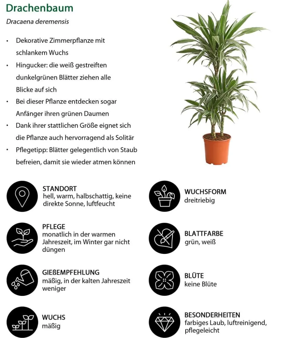 Zimmerpflanzen-Set Grüner leben, 4-teilig